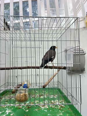 sáo đã thuần k bay. Mua bán Chim tại Thành phố Thủ Đức Tp Hồ Chí Minh được đăng bởi ngo Hai