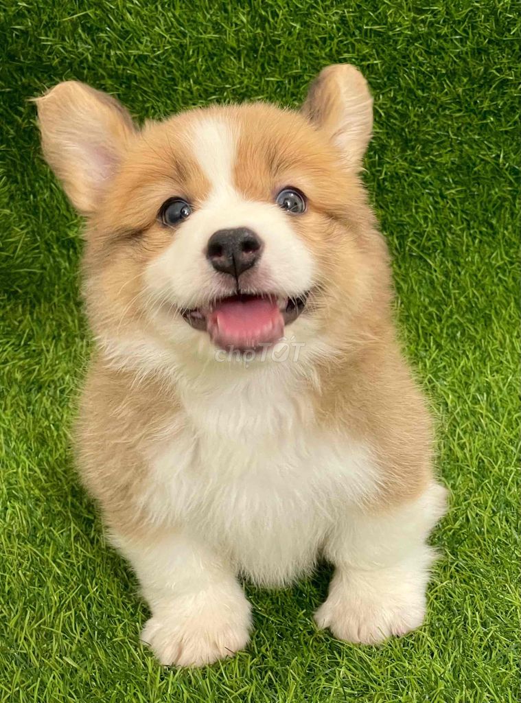 Chó Corgi Nâu trắng cả hai. Mua bán Chó tại Huyện Thanh Trì Hà Nội được đăng bởi Nguyễn Longg hình 1
