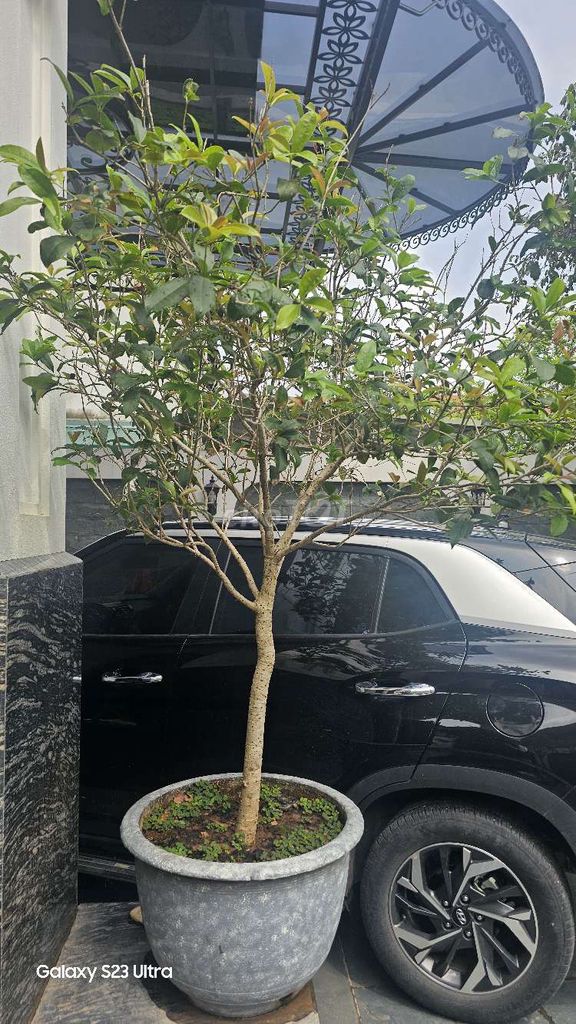 Cây mộc dọn nhà cần bán. Mua bán Cây cảnh, đồ trang trí tại Huyện Vĩnh Tường Vĩnh Phúc được đăng bởi Huang hình 1