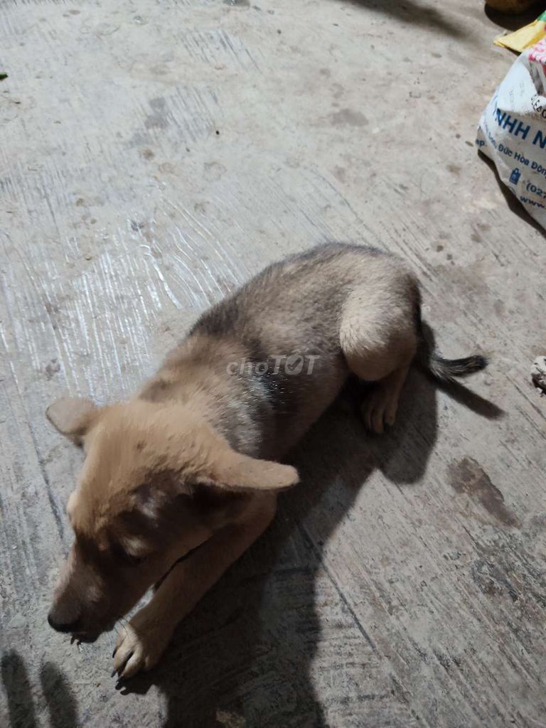 Chó cái hơn 3 tháng tuổi màu Nâu. Mua bán Chó tại Huyện Tiểu Cần Trà Vinh được đăng bởi anh khoa hình 1