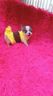 Chó Chihuahua cái 2 tháng đã tiêm