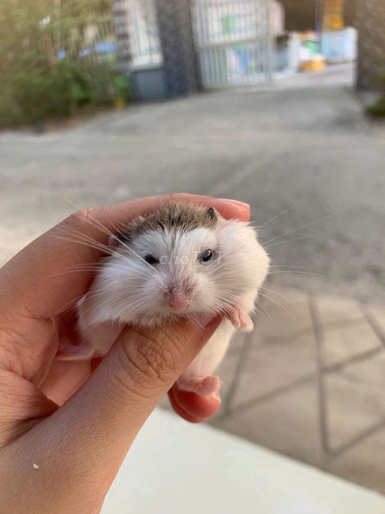 Chuột Hamster Robo bò sữa. Mua bán Thú cưng khác tại Quận Cái Răng Cần Thơ được đăng bởi Hammie Heamster hình 1