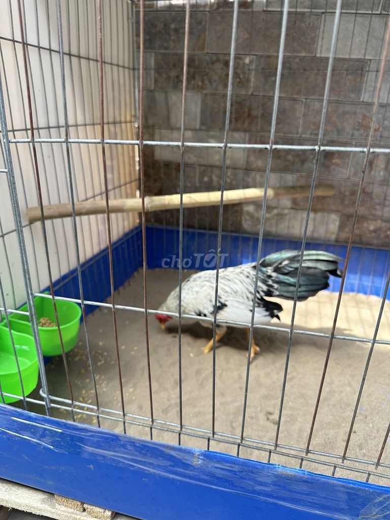 Gà tre Trắng đen 2 lạng 9. Mua bán Gà tại Quận Ninh Kiều Cần Thơ được đăng bởi minh thach hai hình 1