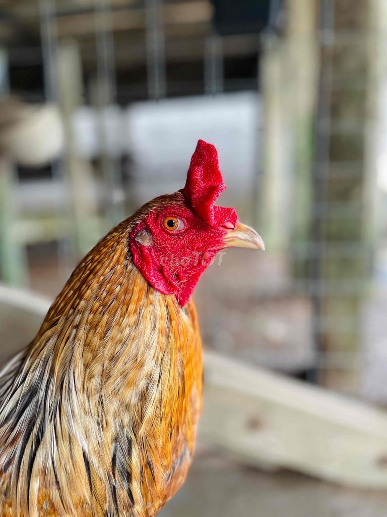 🐔 Mùa Lở Mới Dô. . 🐔 Hiện 3kg1. . Tay Tốt