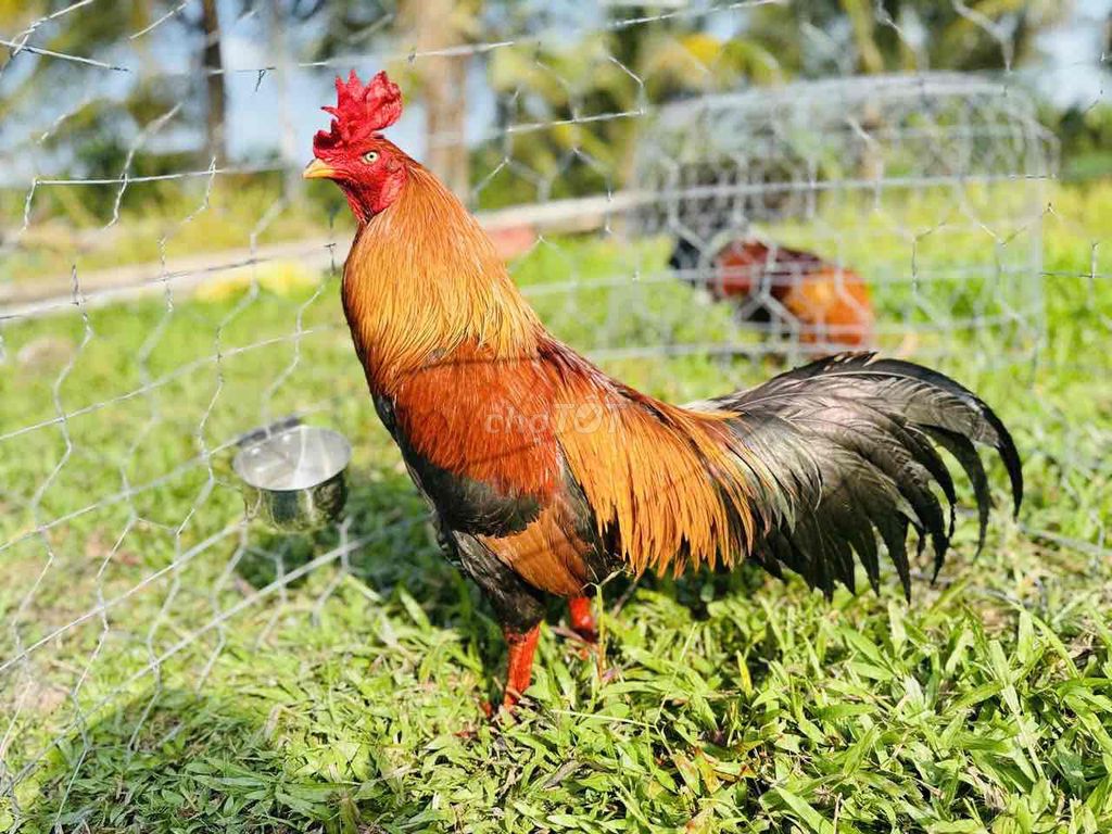 Cần Tuyển Gà Úa Điều Gà Bông. Mua bán Gà tại Huyện Chợ Gạo Tiền Giang được đăng bởi Ga đá  hình 1