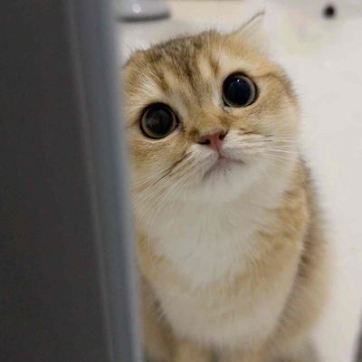 Tìm chủ mới cho bé mèo golden hướng ngoại. Mua bán Mèo tại Quận 7 Tp Hồ Chí Minh được đăng bởi Quynh Thu