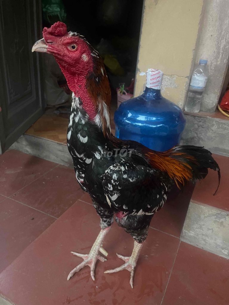 Gà trống 3.4kg. Mua bán Gà tại Quận Hà Đông Hà Nội được đăng bởi quang nguyên văn hình 1