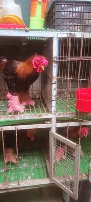 Hàng khủng 5kg đến 5,5kg ạ giá 330k 1kg❤❤❤. Mua bán Gà tại Thành phố Biên Hòa Đồng Nai được đăng bởi chuyên cung cấp gà đông tảo thuần chủng 