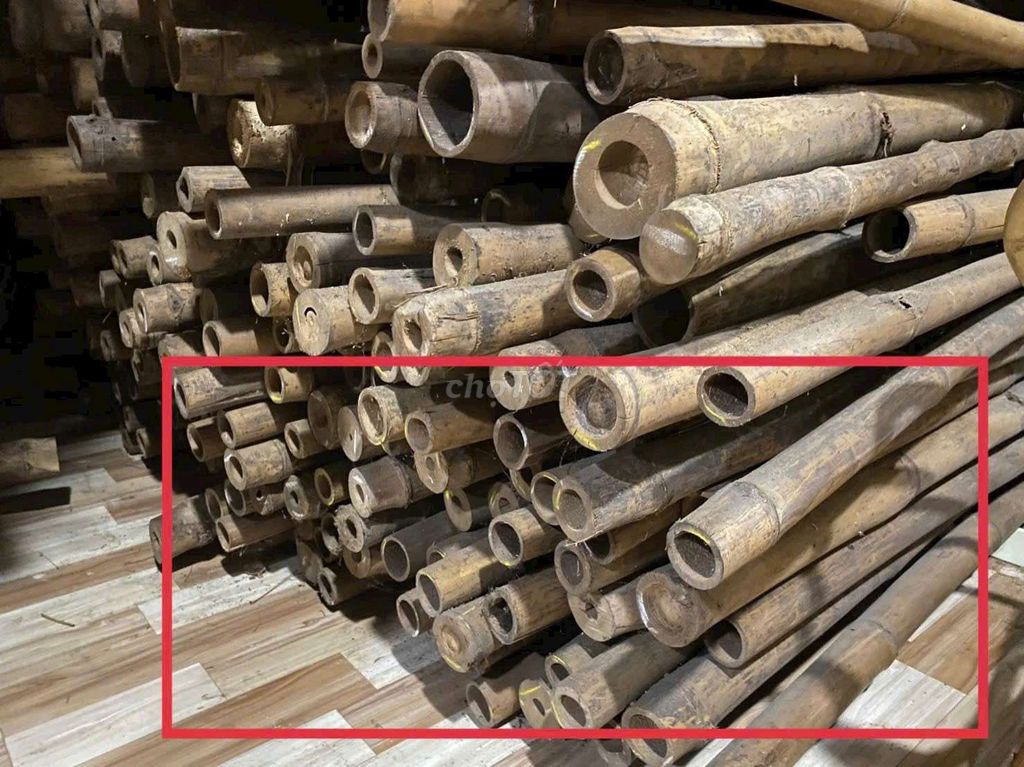 Cây tre trúc xử lý mối mọt 2m, 4m, 6m. Mua bán Cây cảnh, đồ trang trí tại Quận Cẩm Lệ Đà Nẵng được đăng bởi Nhất Nguyễn Bamboo hình 1