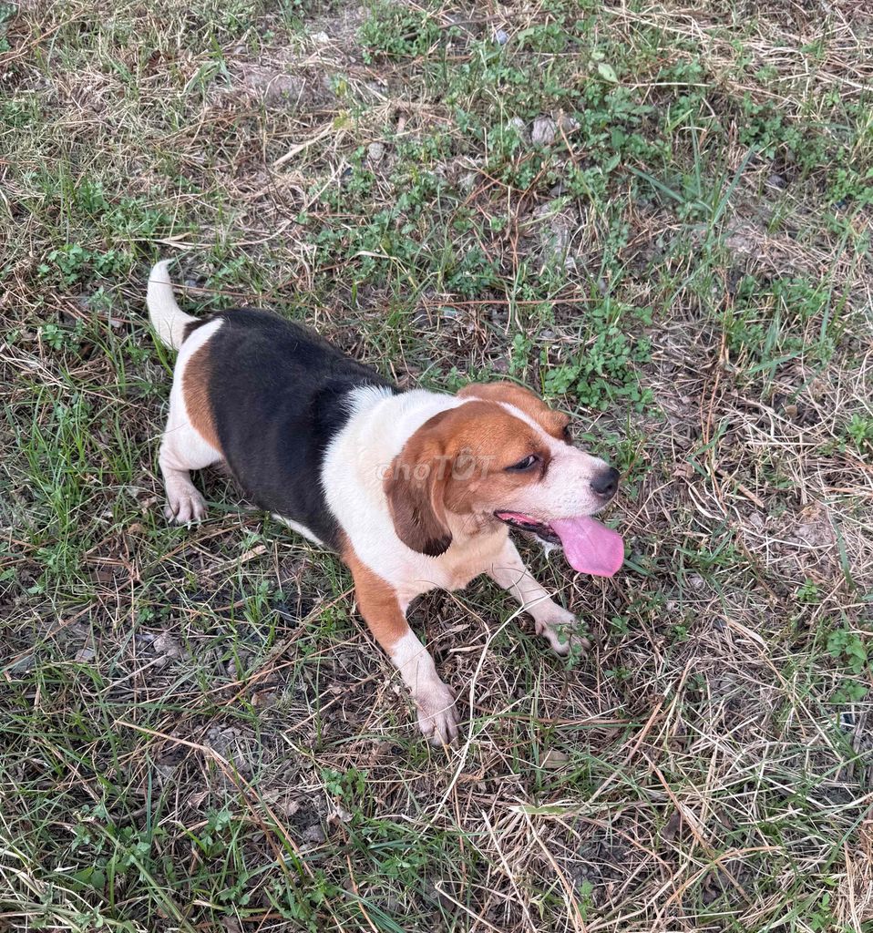 Chó Beagle cái. Mua bán Chó tại Quận Hoàng Mai Hà Nội được đăng bởi Hải hình 1