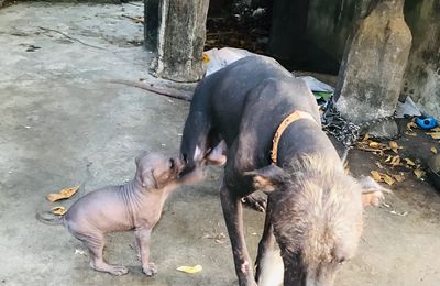 Chó Pêru con không lông