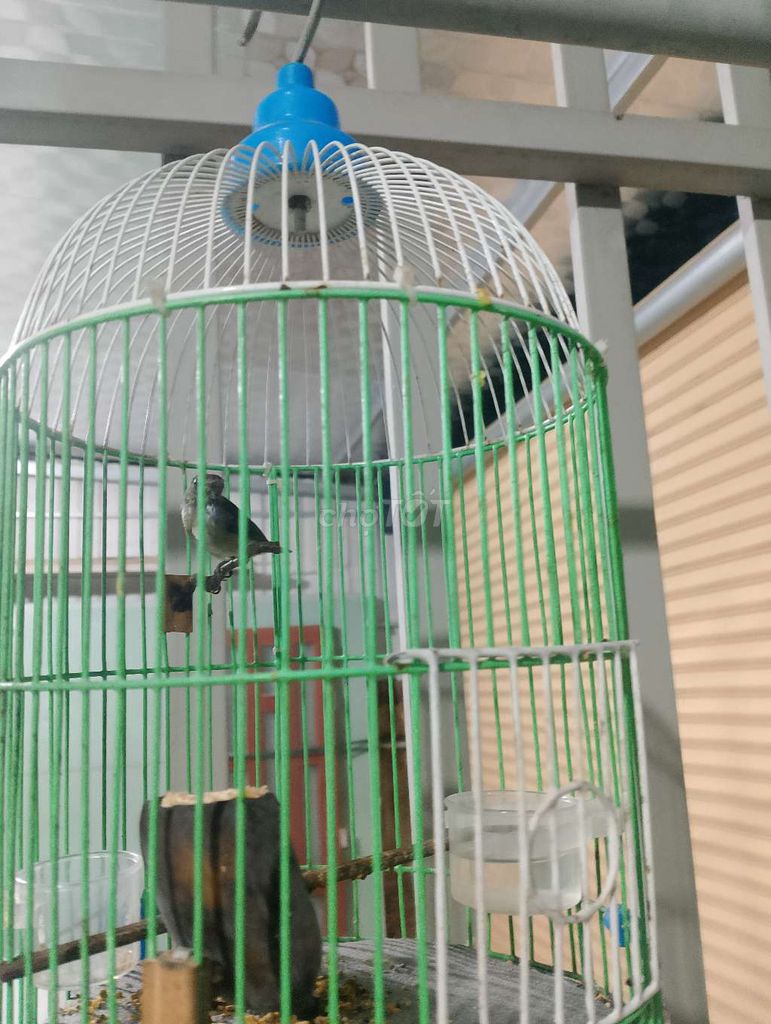 Chim ốc mít mép dợt lụp. Mua bán Chim tại Thành phố Biên Hòa Đồng Nai được đăng bởi Cường hình 1