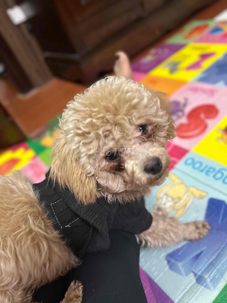 Bán chó poodle 6 tháng tuổi ngoan nhanh nhẹn