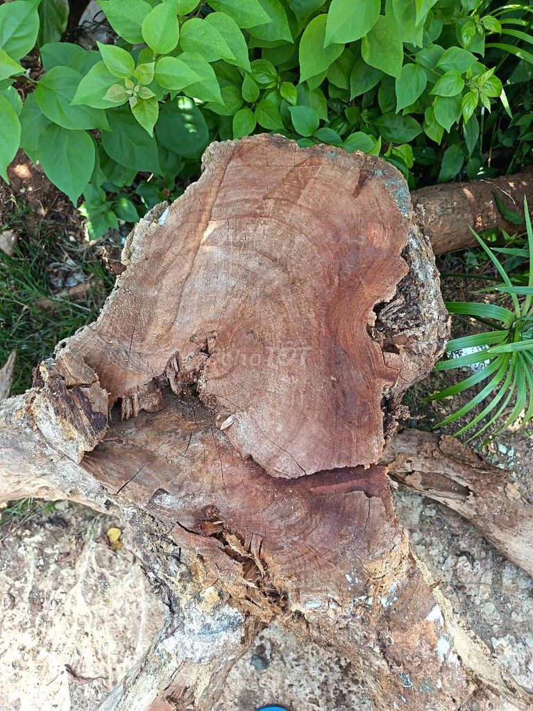 Gốc cây mít . Mua bán Cây cảnh, đồ trang trí tại Thành phố Buôn Ma Thuột Đắk Lắk được đăng bởi Phát Tài Phát Lộc  hình 1