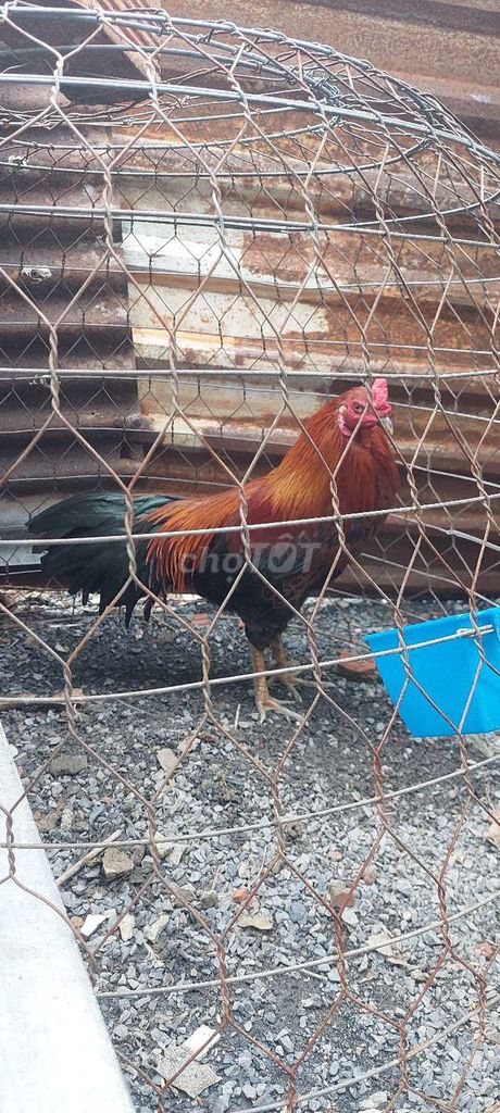 Con ga 2k3 . Gia 700k. Mua bán Gà tại Thành phố Thuận An Bình Dương được đăng bởi Trần Bảo Linh hình 2