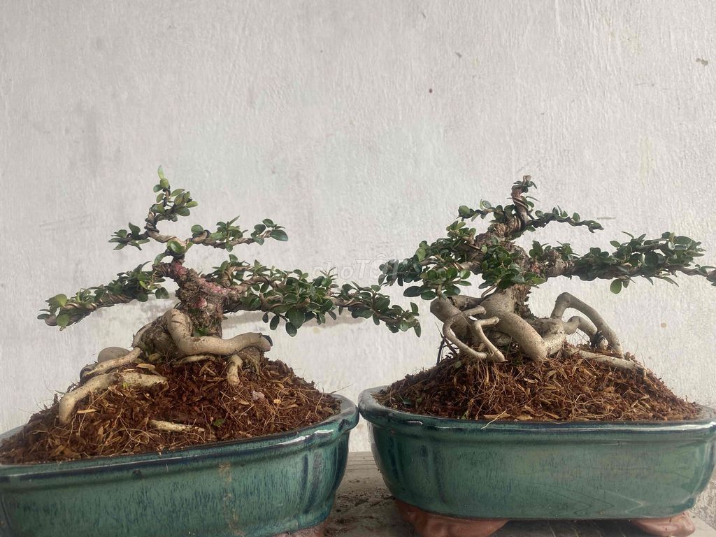 Cây Bonsai Mini