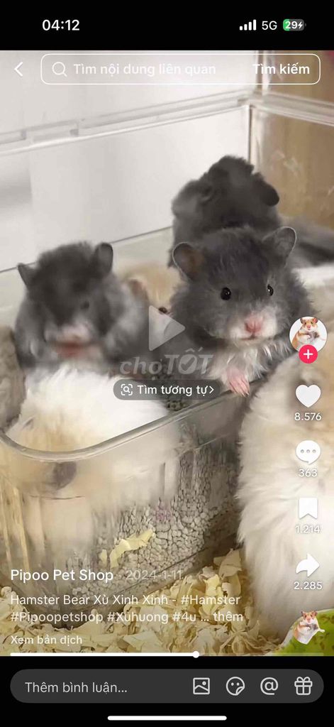Chuột Hamster Nâu vàng. Mua bán Thú cưng khác tại Quận 12 Tp Hồ Chí Minh được đăng bởi Phạm Nguyễn Bích Trâm hình 1