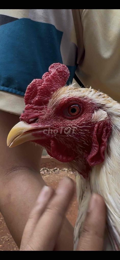 Gà chọi Trắng 3.15kg. Mua bán Gà tại Thành phố Thủ Đức Tp Hồ Chí Minh được đăng bởi Tín  hình 1