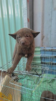 Chó Bắc Hà cái Nâu đỏ