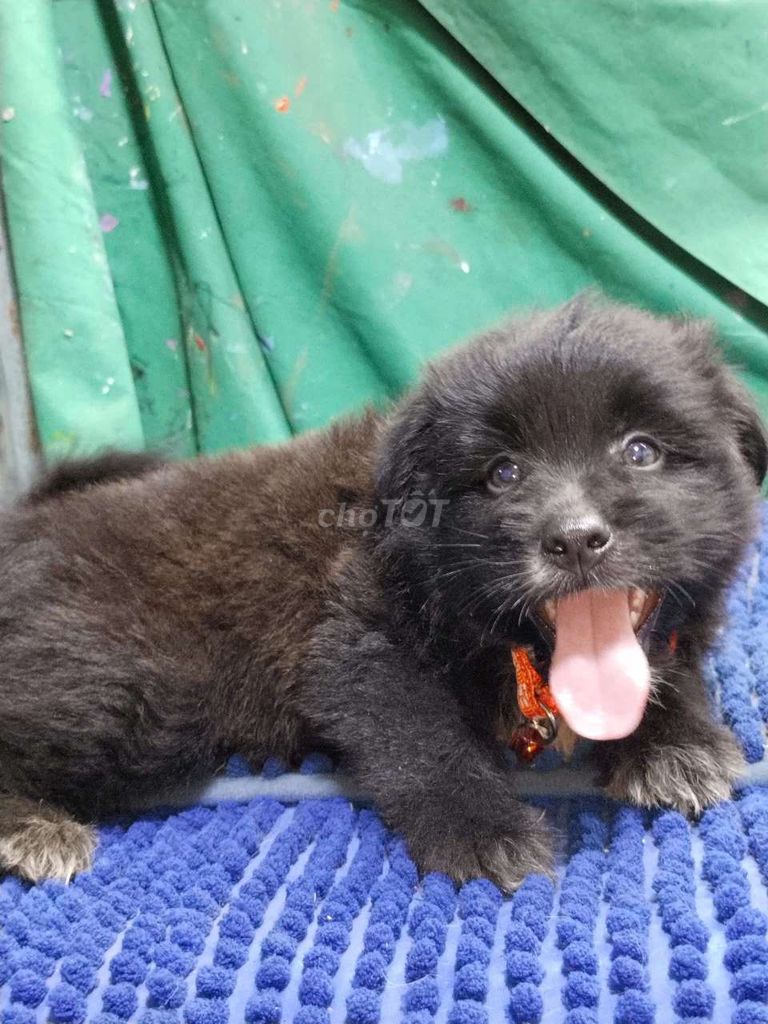 Chó Golden đen đực thông minh mai mắng . Mua bán Chó tại Quận Bình Tân Tp Hồ Chí Minh được đăng bởi Nguyễn Hằng hình 1