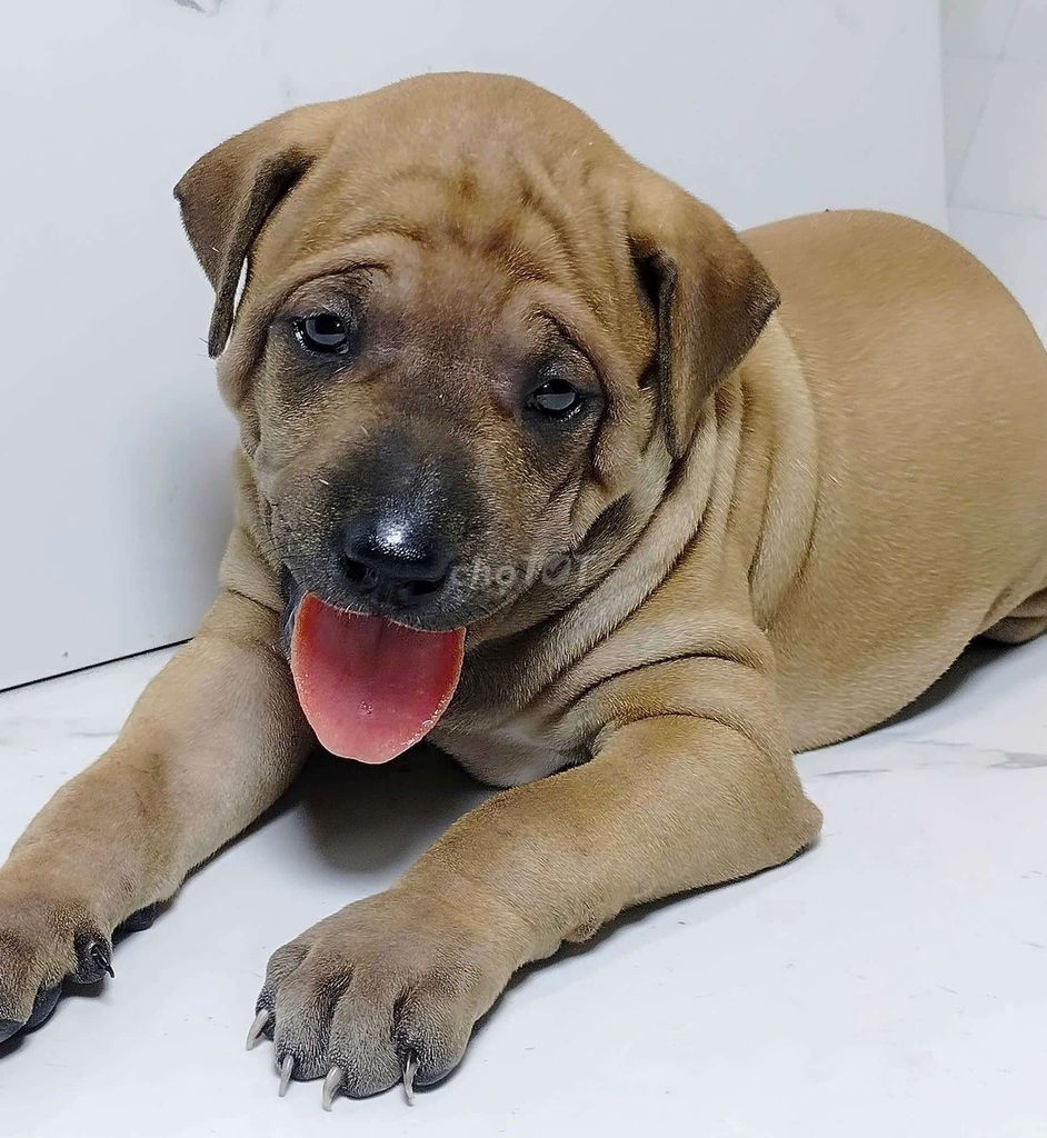 bé Shar Pei đáng yêu, khôn ngoan. Mua bán Chó tại Quận 6 Tp Hồ Chí Minh được đăng bởi Tiger  hình 1