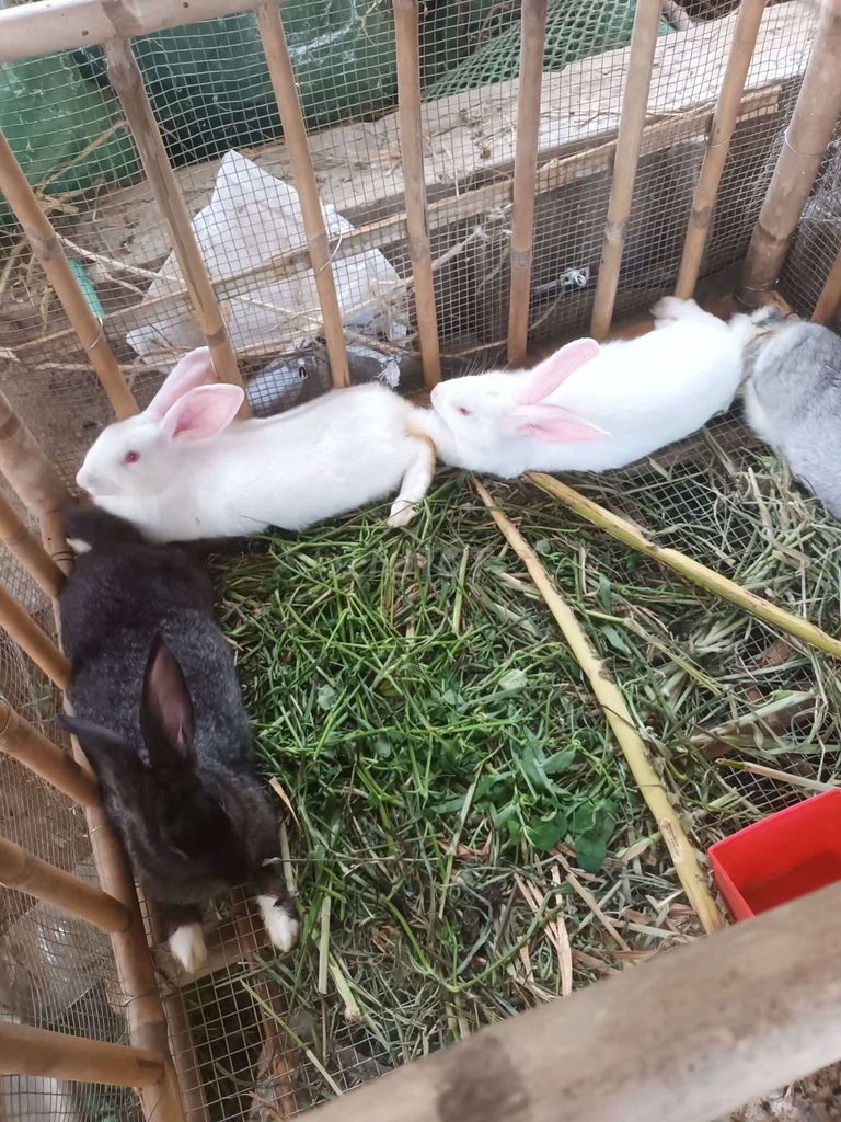 Thỏ cái đực 1.5-2kg. Mua bán Thú cưng khác tại Huyện Châu Thành Tiền Giang được đăng bởi tuan hình 1