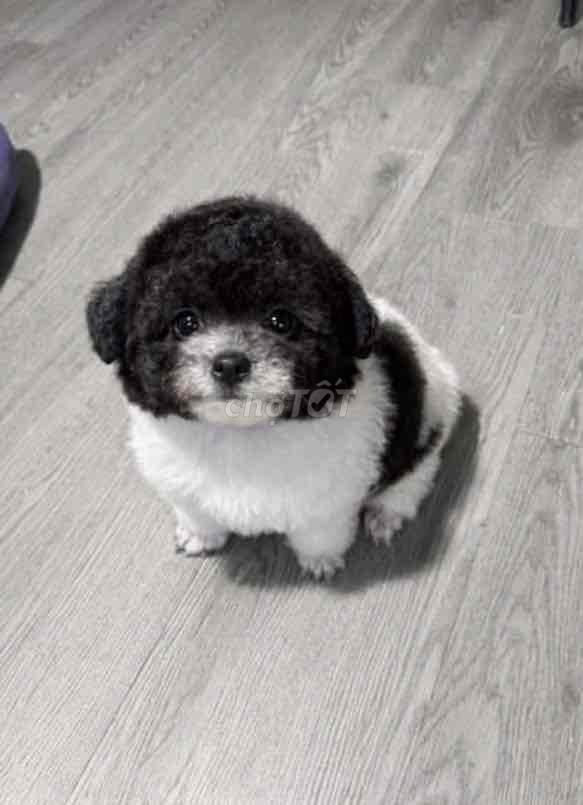 Poodle thuần chủng,đã tiêm vaccine,3 tháng tuổi. Mua bán Chó tại Quận Ngũ Hành Sơn Đà Nẵng được đăng bởi Lê Thị Hà My hình 1