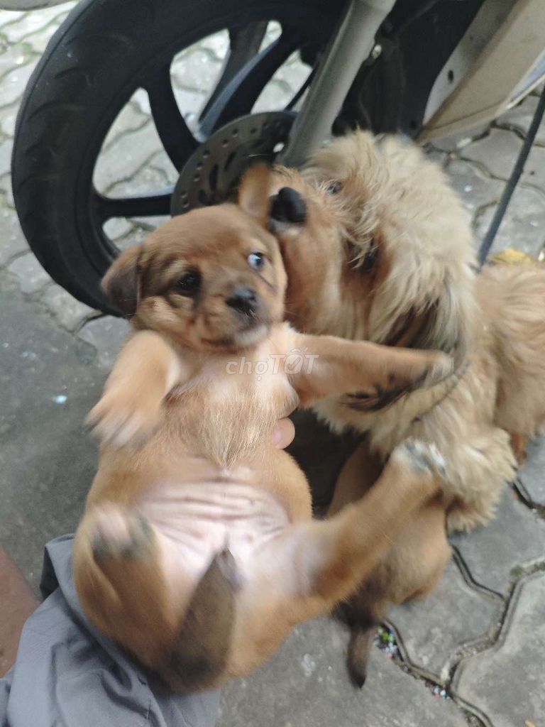 Chó con cái + đực màu Nâu. Mua bán Chó tại Quận Cẩm Lệ Đà Nẵng được đăng bởi Quat Huu hình 6