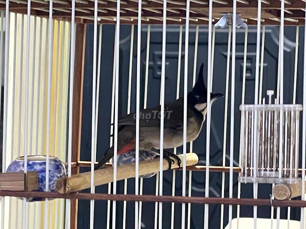 Chim chào mào mơ đầu bộ to. Mua bán Chim tại Quận Hà Đông Hà Nội được đăng bởi kiên hình 1