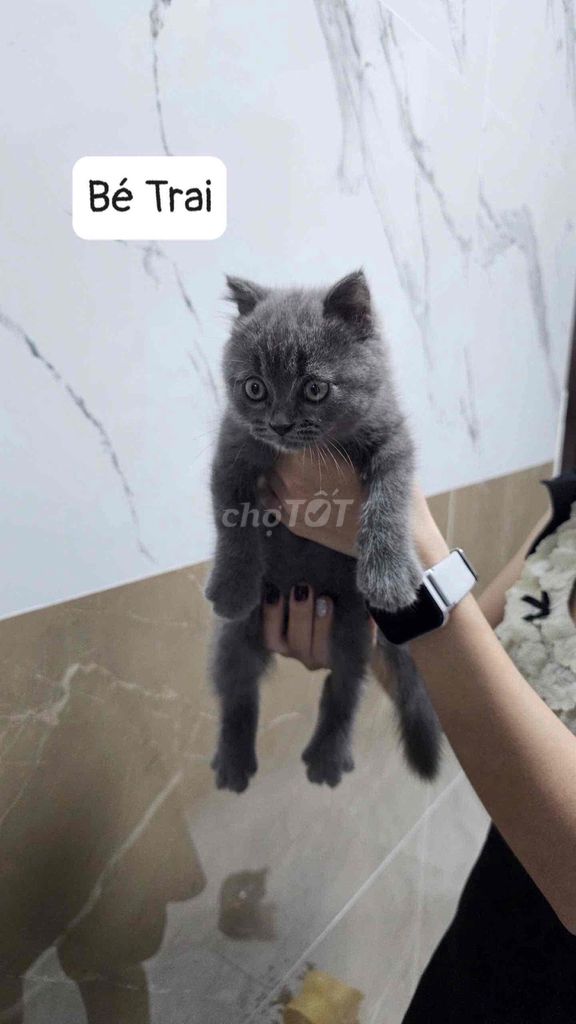 Mèo Anh Lông ngắn Xám 2 tháng. Mua bán Mèo tại Huyện Long Hồ Vĩnh Long được đăng bởi Huỳnh Lam hình 1