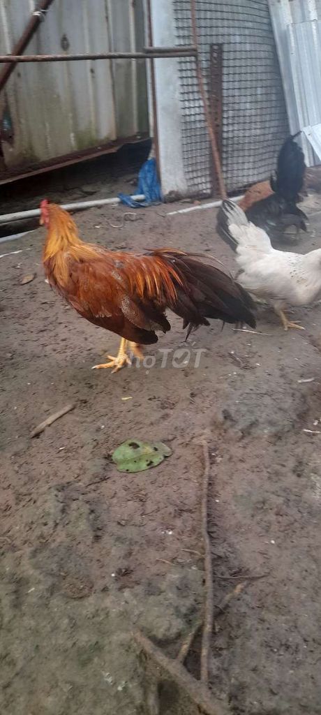 Gà cảnh trống tân châu . Mua bán Gà tại Huyện Tiểu Cần Trà Vinh được đăng bởi Giau Nguyen hình 1