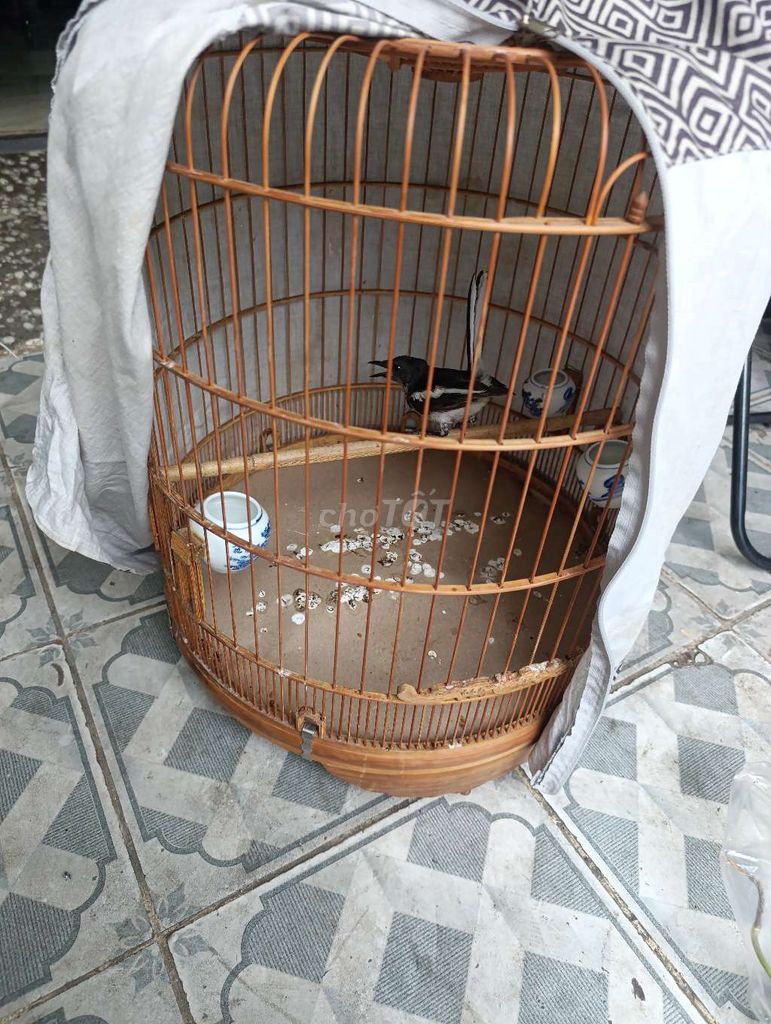 Chim Chích choè than trống chuyền. Mua bán Chim tại Quận Bình Tân Tp Hồ Chí Minh được đăng bởi Ngo gia huy hình 1