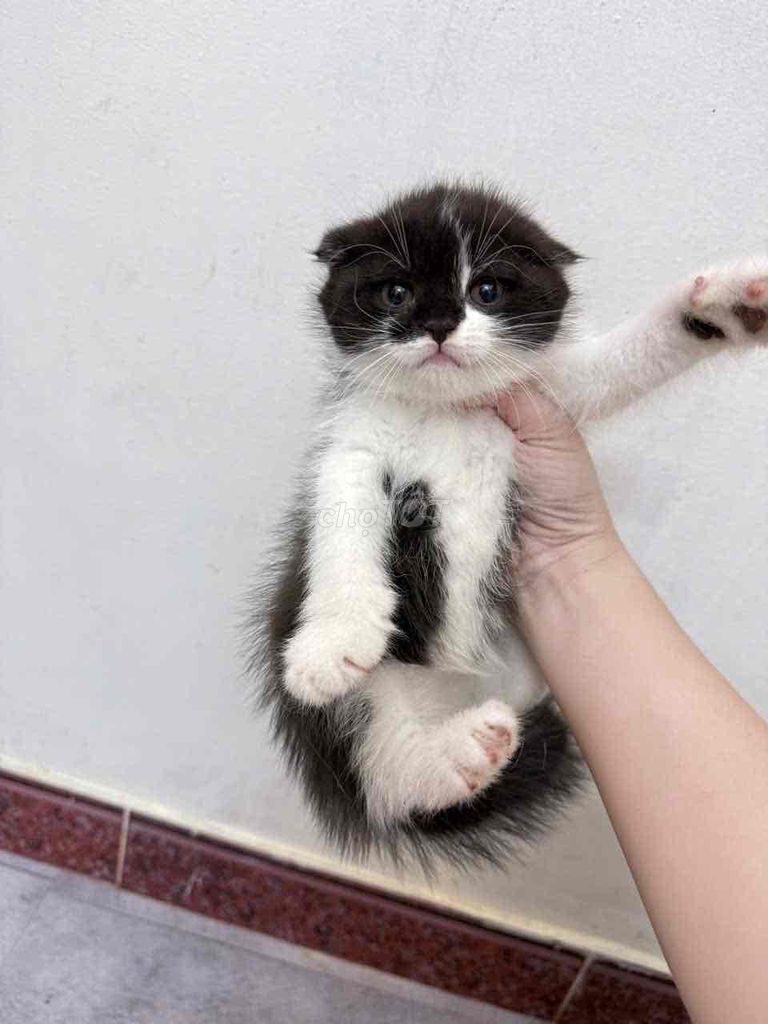 Mèo tai cụp Đen trắng. Mua bán Mèo tại Quận Ba Đình Hà Nội được đăng bởi Huy hình 1