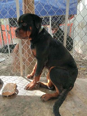 chó rottweiler thuần chủng giới tính cái. Mua bán Chó tại Huyện Long Thành Đồng Nai được đăng bởi NKQ