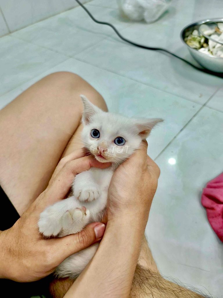 Mèo Anh lông ngắn lai Trắng. Mua bán Mèo tại Quận 4 Tp Hồ Chí Minh được đăng bởi Phạm Tiểu Vy hình 1