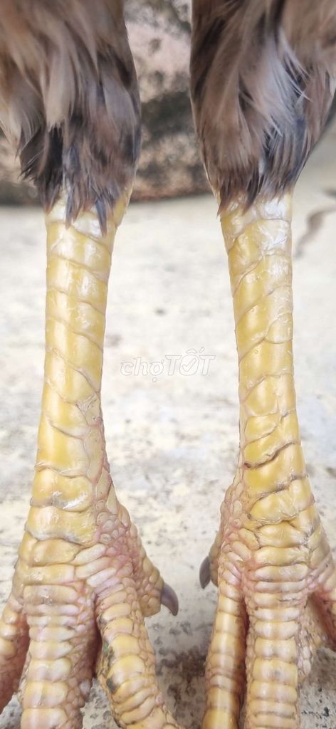 Mái vấn sáo 2k5. Mua bán Gà tại Thành phố Tân An Long An được đăng bởi Nguyễn Khánh  hình 1