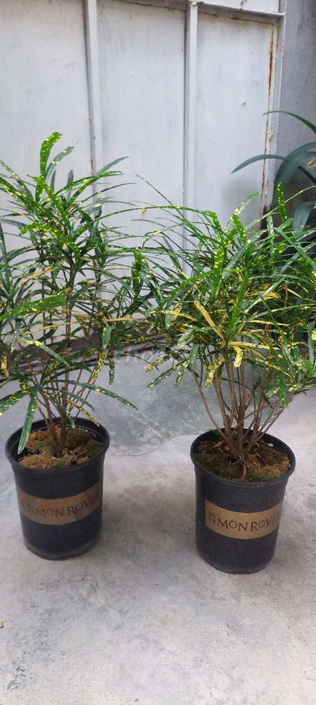 Cây lá màu. Mua bán Cây cảnh, đồ trang trí tại Quận Lê Chân Hải Phòng được đăng bởi Dương Bùi hình 1