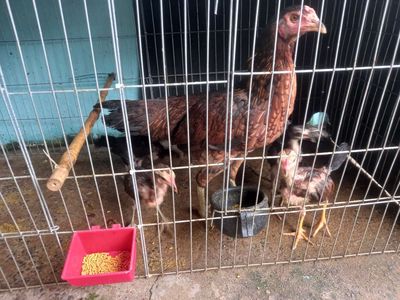Mái bổn ok 1 mẹ 4con gà con 2 trống 2 mái,. Mua bán Gà tại Huyện Hóc Môn Tp Hồ Chí Minh được đăng bởi Nguyễn Phi Trường