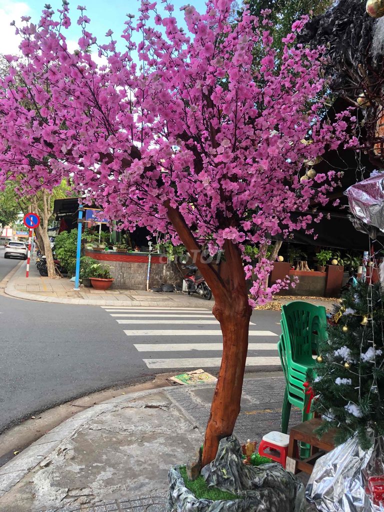 bán cây đào phai chơi tết