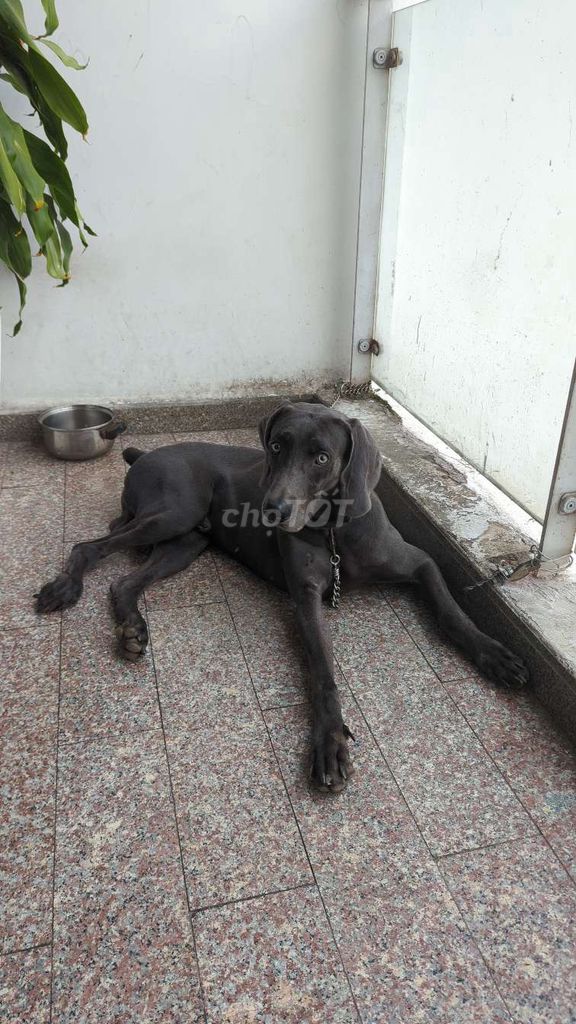 Chó Weimaraner Đức xám 3 tuổi. Mua bán Chó tại Huyện Nhà Bè Tp Hồ Chí Minh được đăng bởi Su hình 1