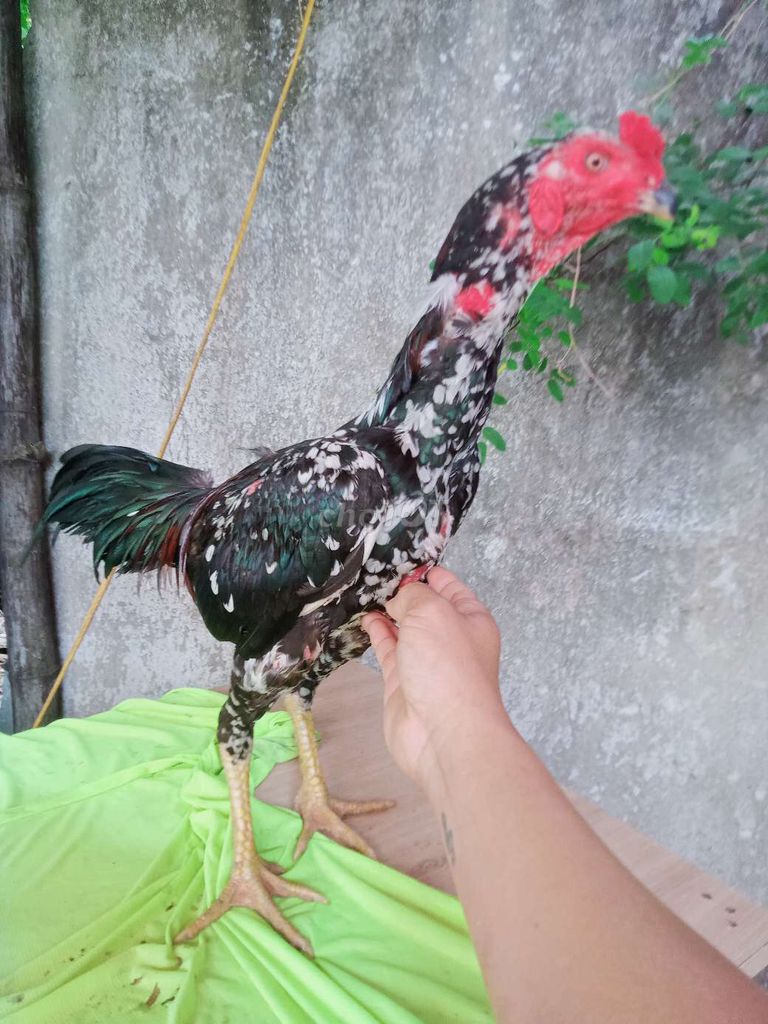 Gà trống Đen Đỏ Trắng Đực. Mua bán Gà tại Quận Ngũ Hành Sơn Đà Nẵng được đăng bởi Gà Hay Non Nước hình 1