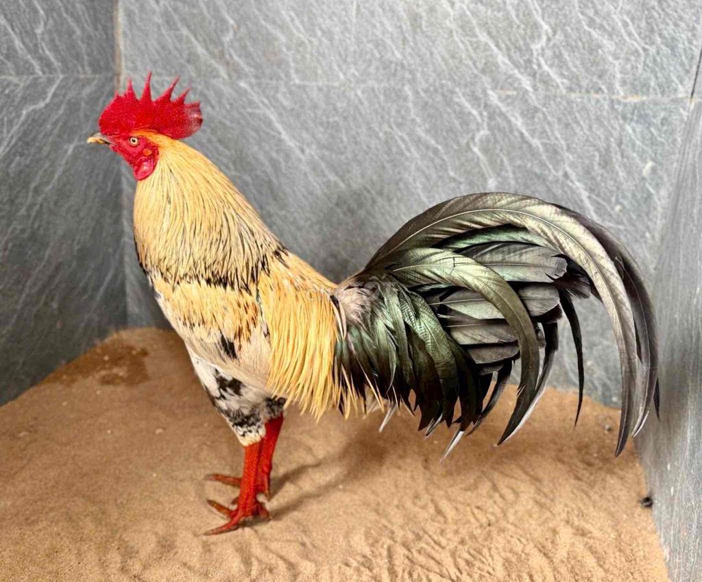 Gà 2.9kg Vàng Đen Đỏ. Mua bán Gà tại Thành phố Vĩnh Long Vĩnh Long được đăng bởi Ngoc vinh long hình 1