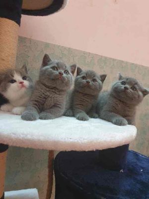 Mèo béo Anh lông ngắn