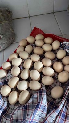 Bán trúng gà mặt quỷ có cồ cho ai cẩn ấp. Mua bán Gà tại Huyện Củ Chi Tp Hồ Chí Minh được đăng bởi Đức Thọ