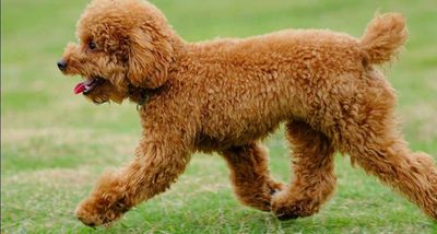 Chó Poodle đực màu Nâu