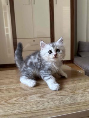 Anh lông dài tabby xám có bờm sư tử 1,5 tháng tuổi. Mua bán Mèo tại Quận Gò Vấp Tp Hồ Chí Minh được đăng bởi Lulu