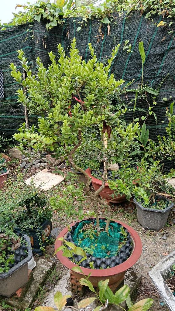 Cây cảnh Hải châu lá nhỏ. Mua bán Cây cảnh, đồ trang trí tại Huyện Cần Giuộc Long An được đăng bởi Nguyễn Hoài Đông hình 1