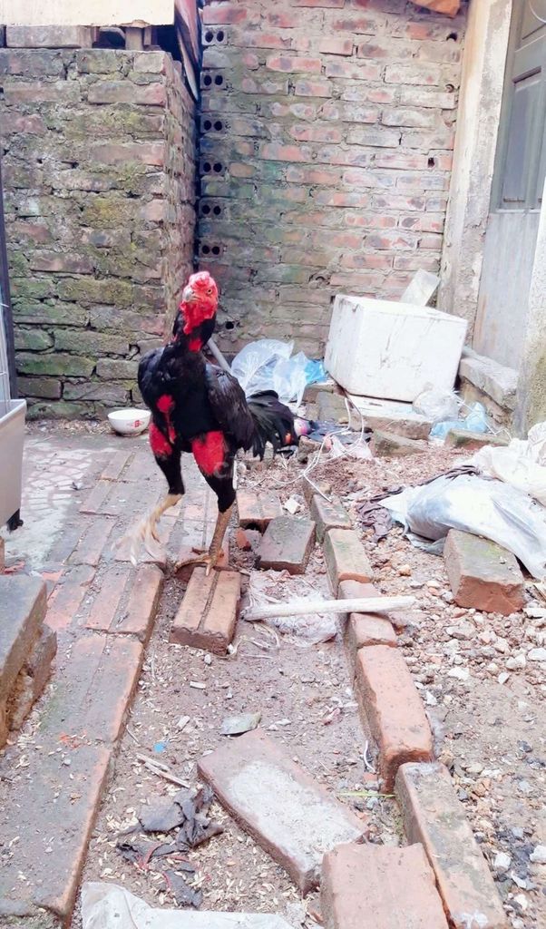 Gà chọi Ô đực 2.85kg. Mua bán Gà tại Quận Hoàng Mai Hà Nội được đăng bởi SB 94 hình 1