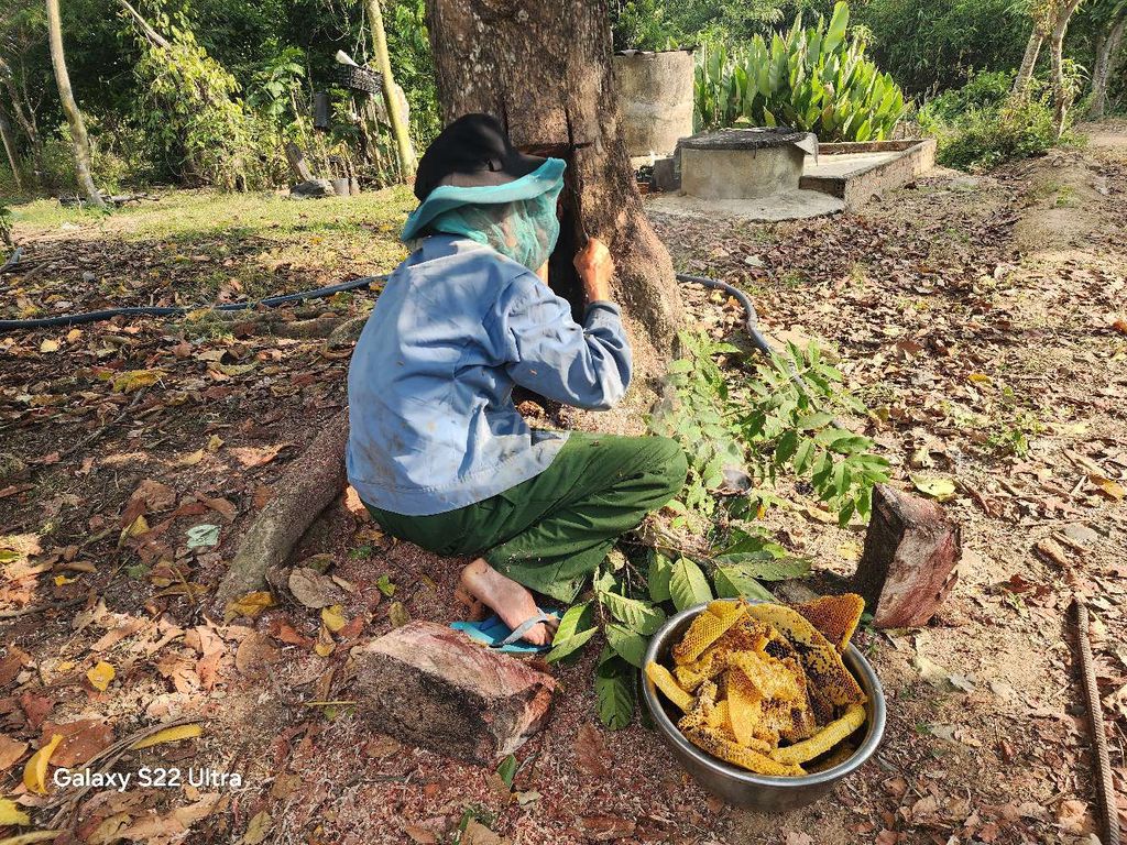 mật ong. Mua bán Đồ ăn, thực phẩm và các loại khác tại Huyện Krông Năng Đắk Lắk được đăng bởi hưng hình 1