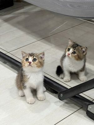 Mèo Anh Lông Ngắn tai cụp siêu đáng yêu